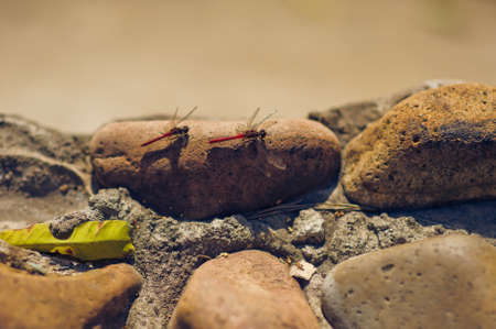 two red dragonflies on the stone, sunの写真素材