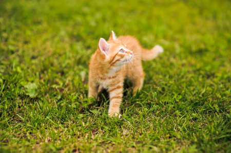 Little red kitten sneaking on green grassの写真素材