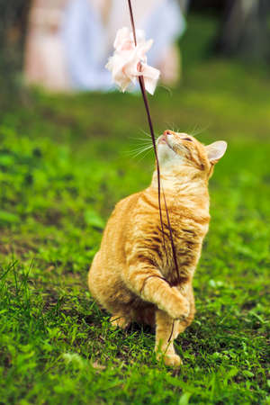 Red cat at a wedding with the wedding decorの写真素材