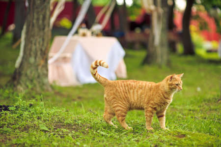 Red cat at a wedding with the wedding decorの写真素材