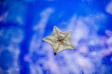 Starfish on wall Aquarium on a blue backgroundの写真素材