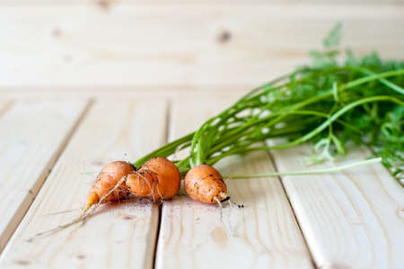 Organic baby carrots in the ground stained with stems on a light wooden background