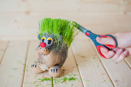 Hair cutting, hair grass, hedgehog with needles of grass
