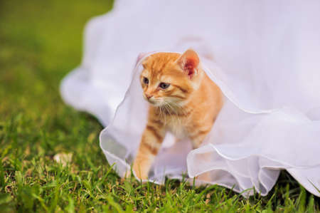 Red kitten under the bride's wedding dressの写真素材