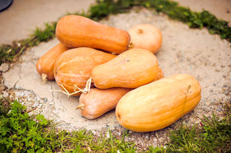 Autumn orange pumpkin on the garden carpetの写真素材