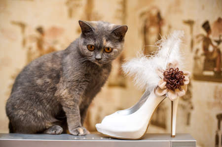 The cat and the bride shoes with feathersの写真素材