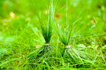 two gold wedding rings sitting in the green grass