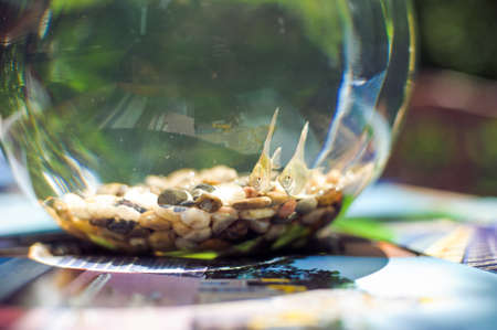 Goldfish in a beautiful round goldfish bowl with colored stonesの写真素材