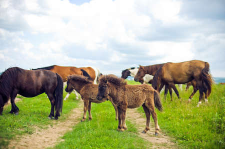 Herd of horses on the village roadの写真素材