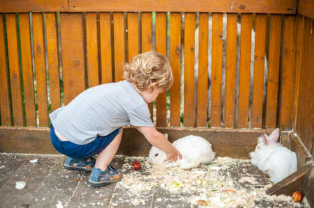 Toddler boy play with the rabbits in the petting zooの写真素材