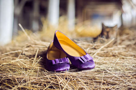 Violet shoes and a cat in the mangerの写真素材