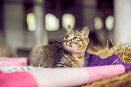 Redhead cat on the hay in the village close-upの写真素材