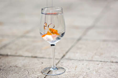 A glass with a goldfish and wedding rings Wedding conceptの写真素材