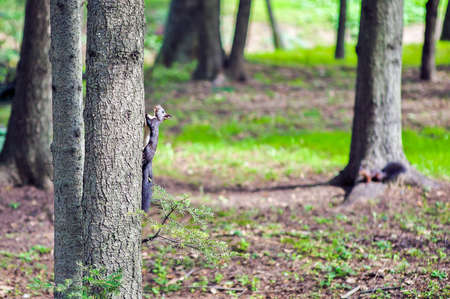 Two squirrels on a tree in the forestの写真素材