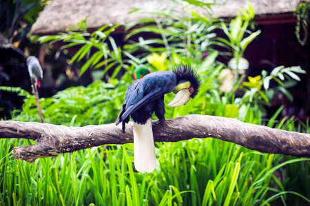 Stunning colorful horn bill eating fruit in Bali, Indonesiaの写真素材