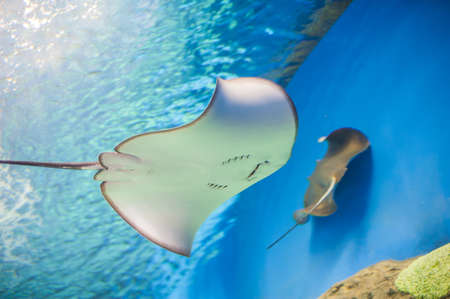 Skate stingray aquarium, view from below, belly