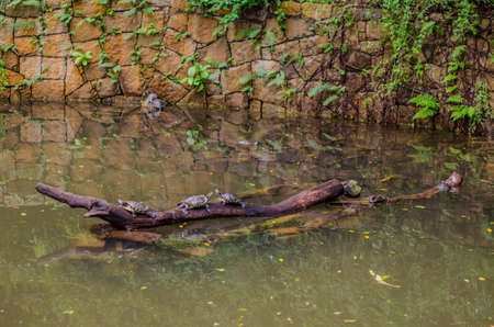 Sea turtles swim in the water park in Hong Kongの写真素材