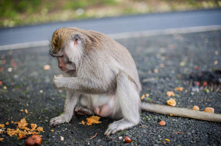 Monkeys in the monkey forest, Bali, Indonesia