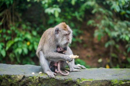 Monkeys in the monkey forest, Bali, Indonesia