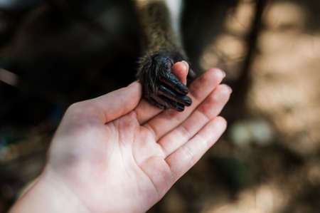 Monkey looking through the bars and holding a man's handの写真素材