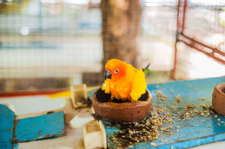Tropical birds in the Philippines, tropical birds conceptの写真素材
