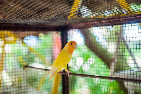 Tropical birds in the Philippines, tropical birds conceptの写真素材