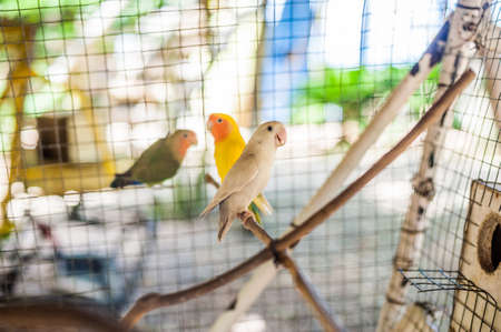 Tropical birds in the Philippines, tropical birds conceptの写真素材