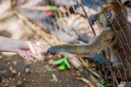 Monkey looking through the bars and holding a man's handの写真素材