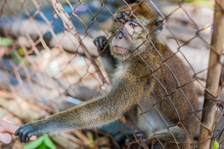 Monkey looking through the bars and holding a man's handの写真素材