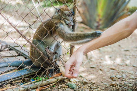 Monkey looking through the bars and holding a man's handの写真素材