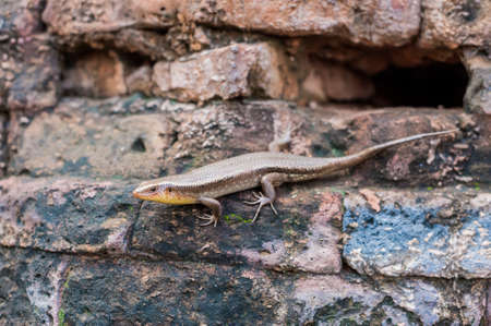 Lizard in Vietnam. Po Nagar Cham Tovers. Asia Travel concept.. Journey through Vietnam Concept.の写真素材