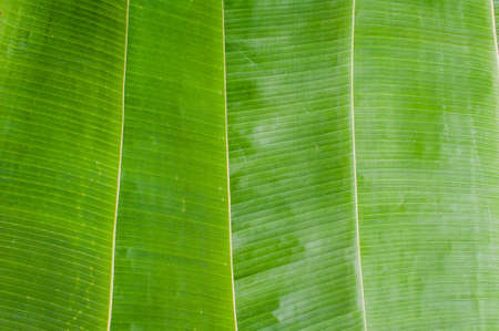texture of banana leaf. Tropical background conceptの写真素材
