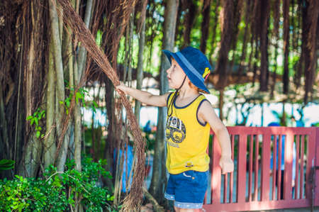 Boy on Vietnam traveler are on the background Beautiful tree with aerial roots. Asia Travel concept. Journey through Vietnam Concept.の写真素材