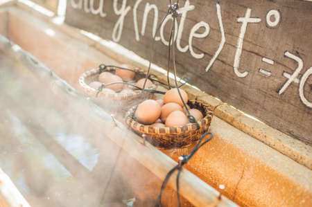 Hot natural underground thermal water is used to boil chicken eggs in some volcanic activity area. The eggs that you can cook in hot water for a hot springの写真素材