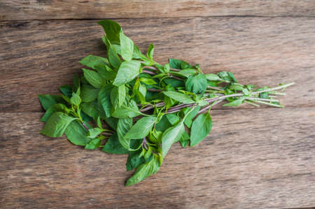 bunch of fresh organic basil on rustic wooden background.の写真素材