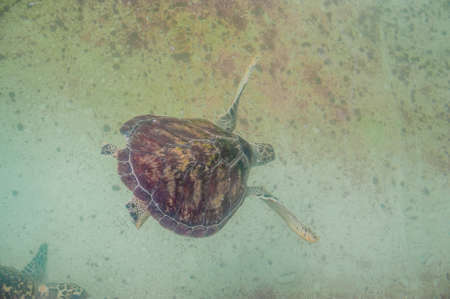 Sea turtle swims in the aquarium. View from above. Marine inhabitants concept. Ichthyology conceptの写真素材