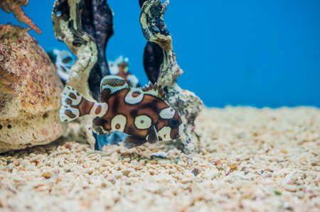 Spotted sweetlips fish on a blue background. Marine inhabitants concept. Ichthyology conceptの写真素材