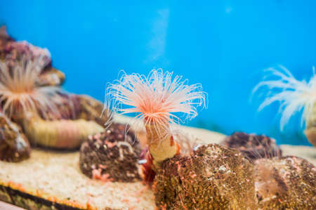 pink Tube anemone at the bottom of the aquarium on the blue background. Marine fish concept Ichthyology conceptの写真素材