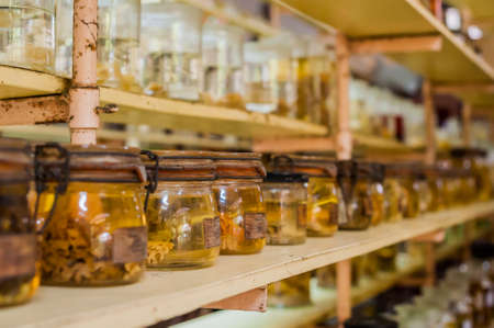 Marine animals preserved alcohol in glass tubes. Ichthyology concept