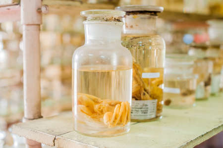 Marine animals preserved alcohol in glass tubes. Ichthyology conceptの写真素材