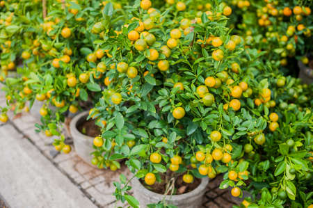 Kumquat, the symbol of Vietnamese lunar new year. In nearly every household, crucial purchases for Tet include the peach hoa dao and kumquat plants.の写真素材