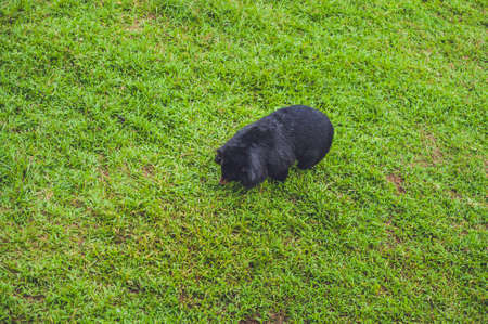 Black Bear sow in lush green grass. Carnivorous animals conceptの写真素材