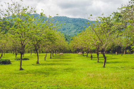Beautiful white shetland pony on the field.の写真素材