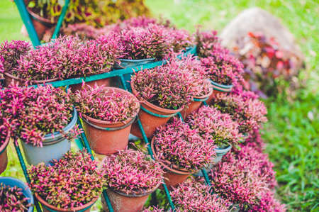 wall of violet flowers in pots. Garden concept.の写真素材