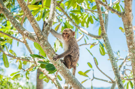 Macaque monkey sitting on the tree. Monkey Island, Vietnam, Nha Trangの写真素材