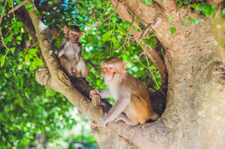 Macaque monkey sitting on the tree. Monkey Island, Vietnam, Nha Trangの写真素材