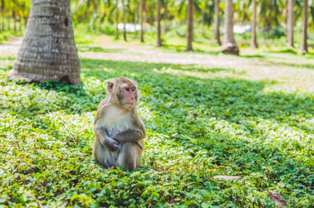 Macaque monkeysitting on the ground. Monkey Island, Vietnam, Nha Trangの写真素材