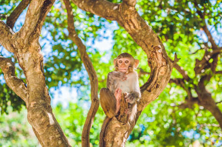 Macaque monkey sitting on the tree. Monkey Island, Vietnam, Nha Trang