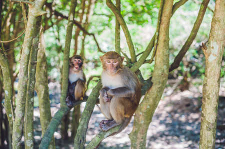Macaque monkey sitting on the tree. Monkey Island, Vietnam, Nha Trangの写真素材