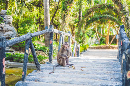The monkey eats a banana in a tropical garden.の写真素材